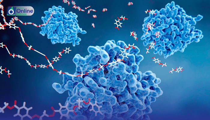 Lesson 09: Effect of Substrate Concentration on Enzyme Action